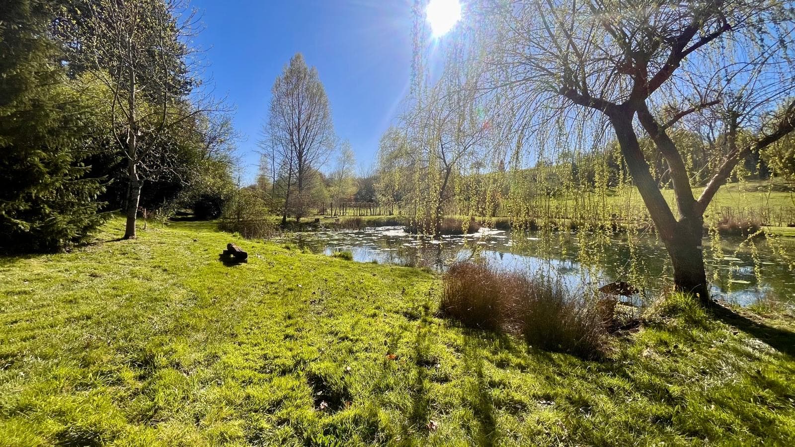 L'étang et son saule pleureur au printemps