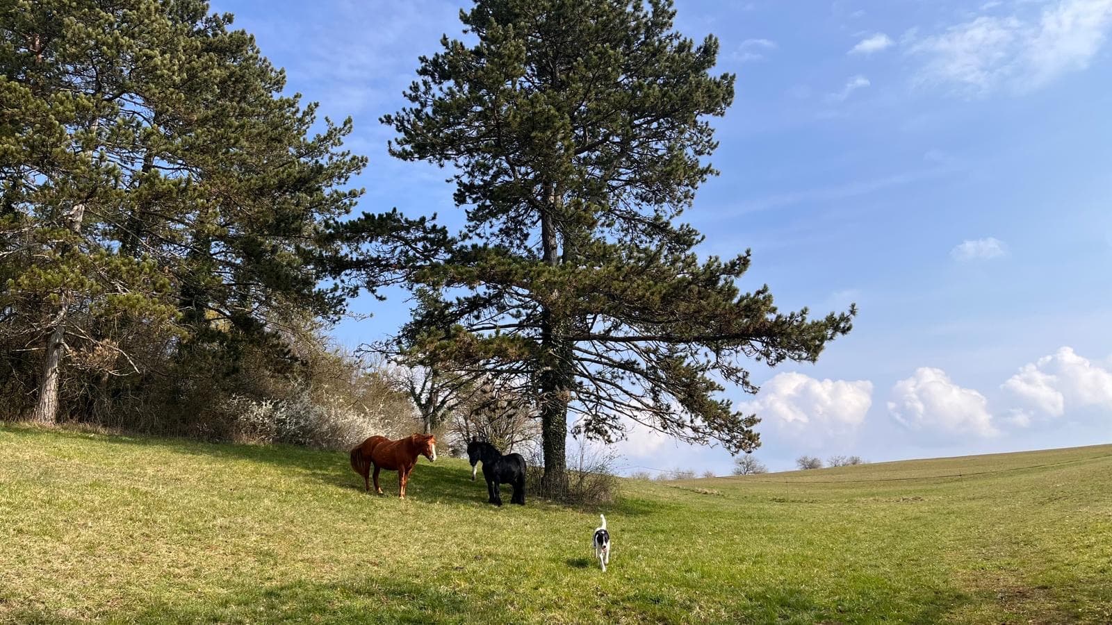 Chevaux et chien sous les pins