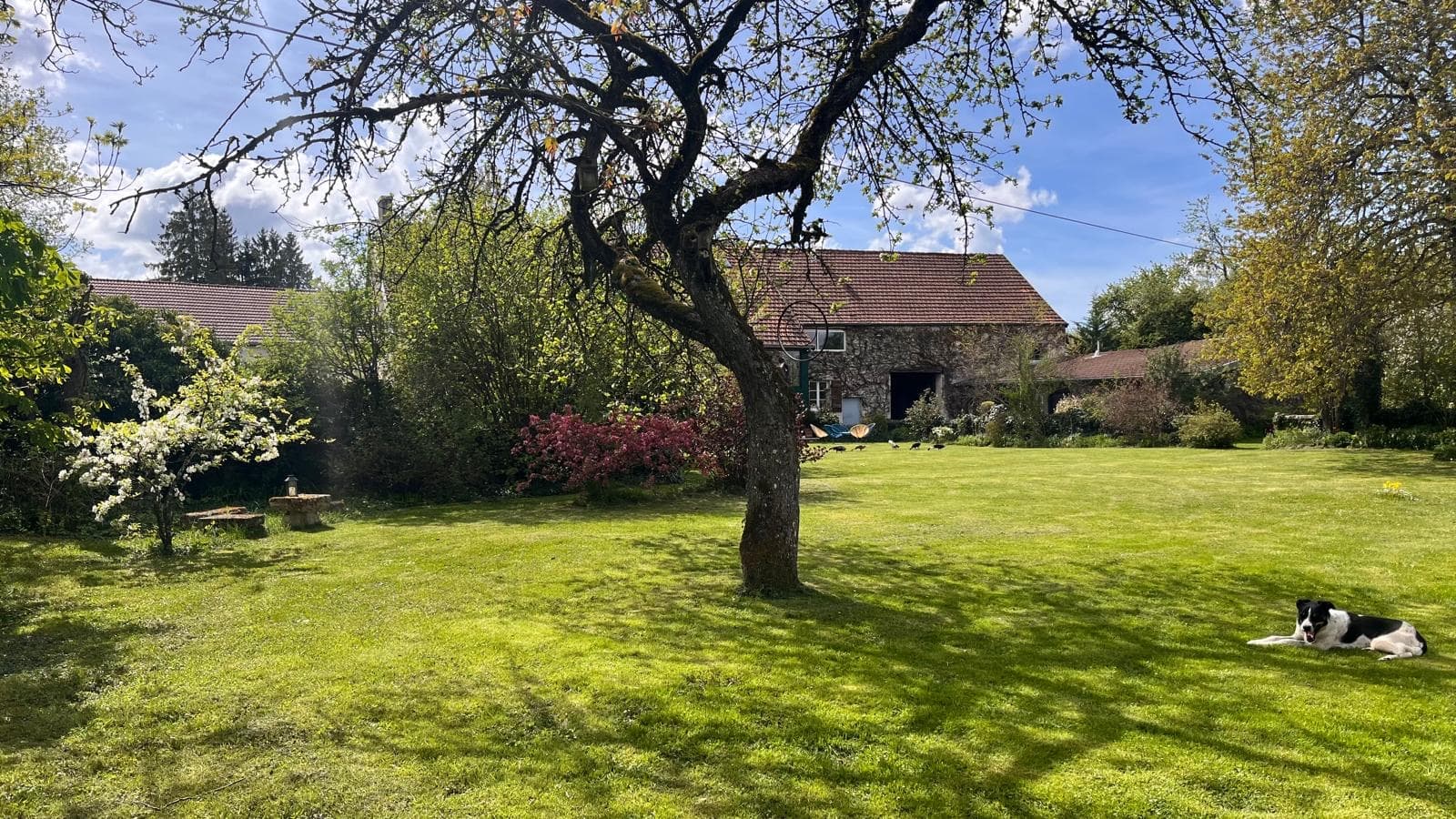 Grand jardin arboré devant la maison