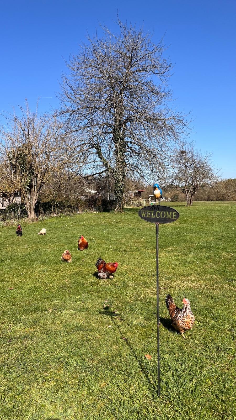 Les poules en liberté dans le jardin