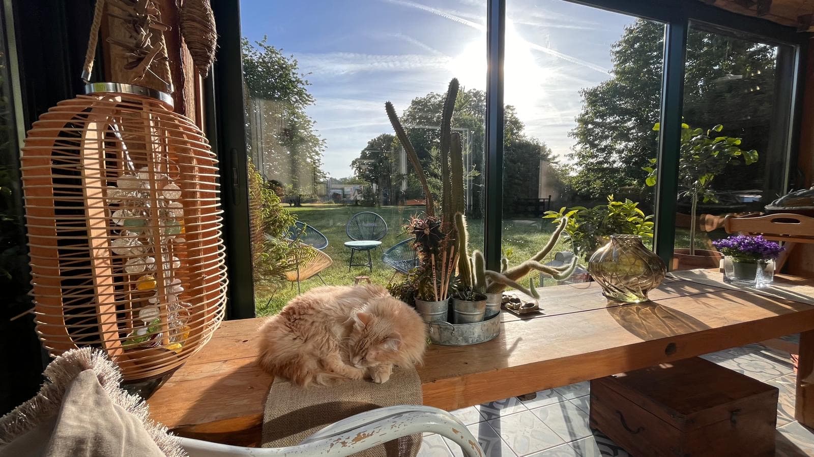 Le chat de la maison au soleil dans la véranda