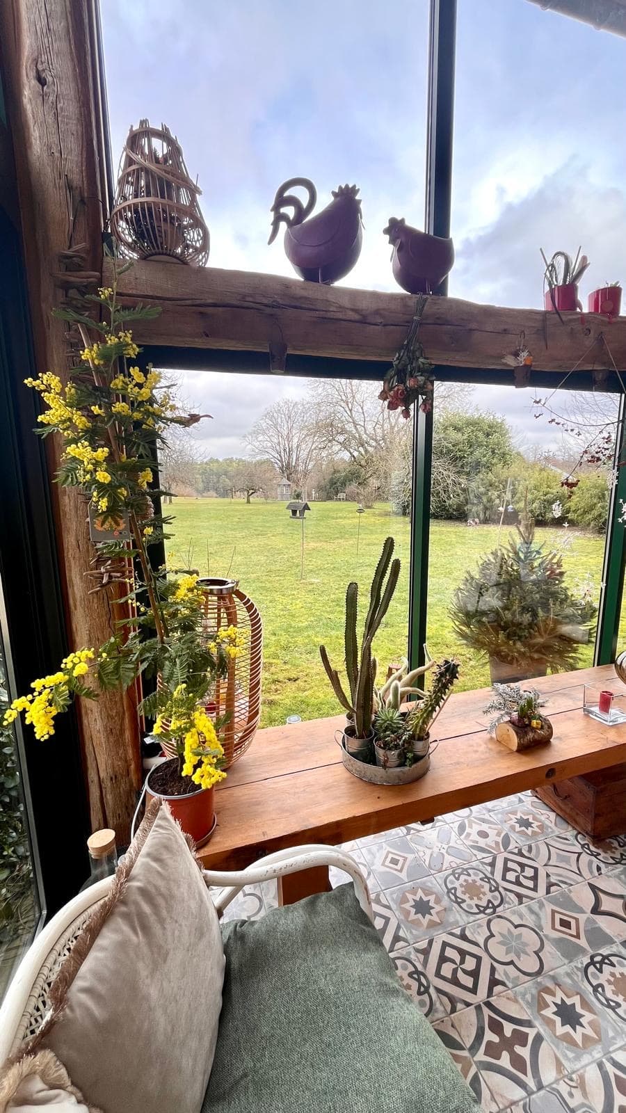 Mimosa et cactus devant les baies vitrées